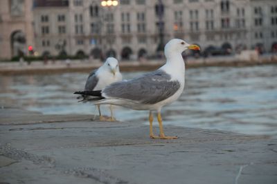 Trieste