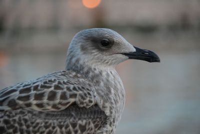 Trieste
