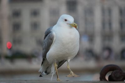 Trieste