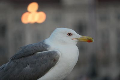 Trieste