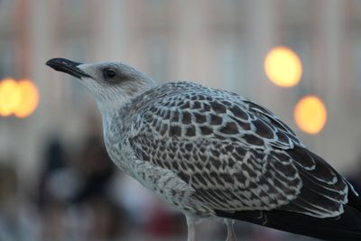 Trieste