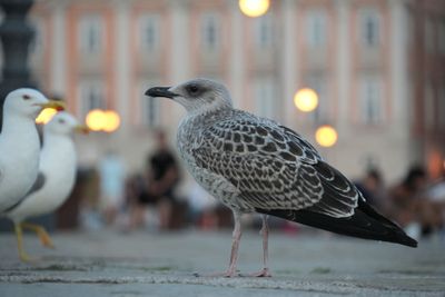Trieste