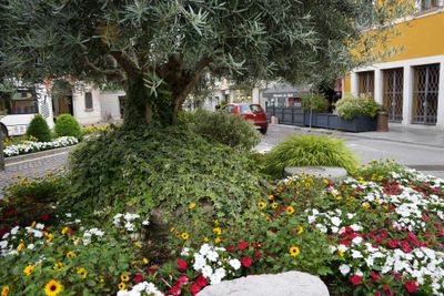 Udine