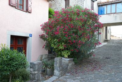 Buzet