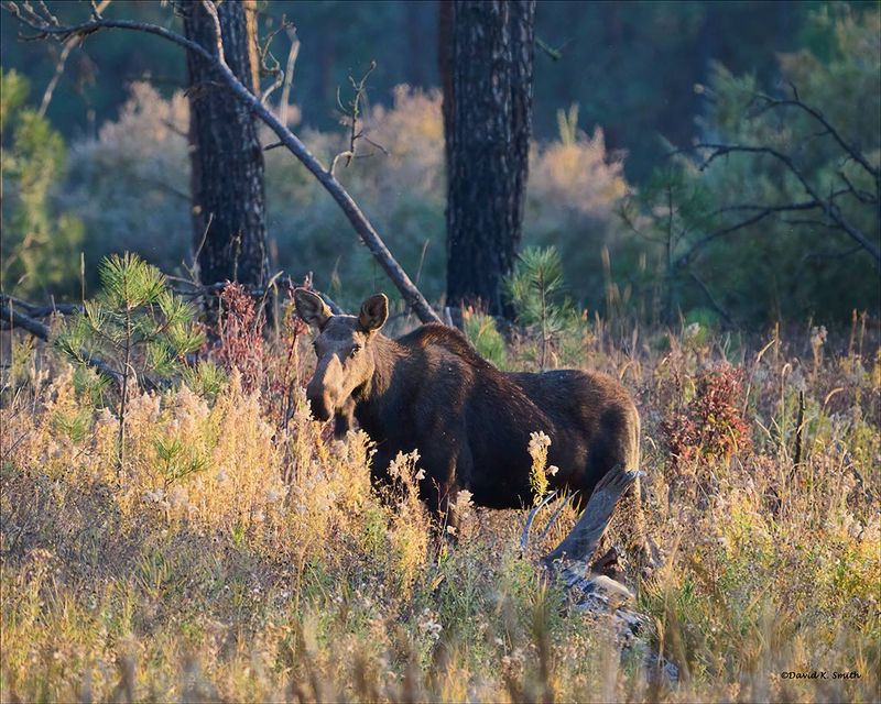 Cow Moose in the Evening Sun