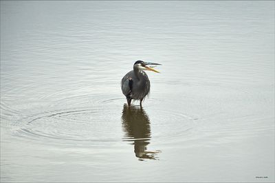 Great Blue Heron Fishing