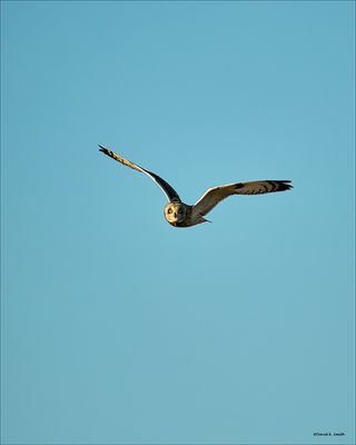 Short-eared Owl, Skagit, Co