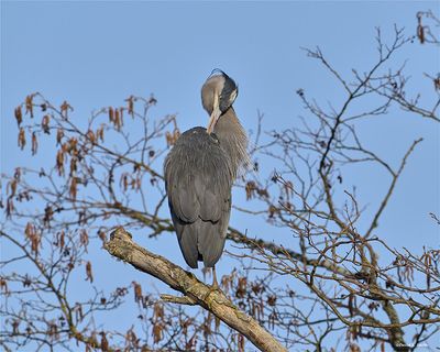 Great Blue Heron perched, Skagit, Co.