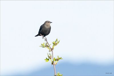 Brewer's Blackbird female, Skagit, Co.