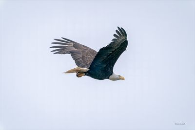 Bald-Eagle Fly by, Skagit, Co.
