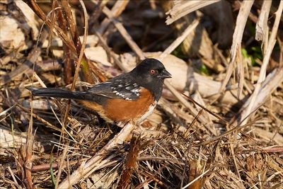 Spotted towhee, Skagit Co.