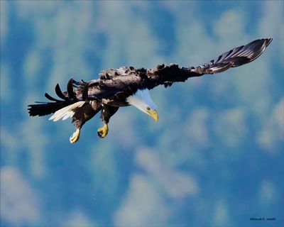 Eagle heading for a fish, Western WA
