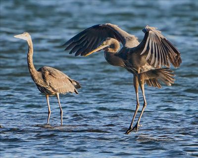 Great Blue Herons fishing