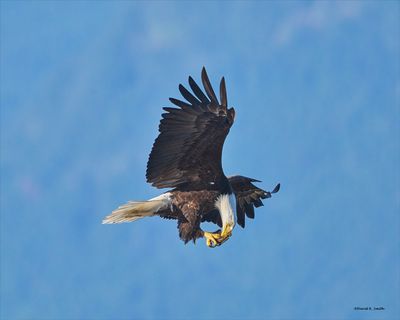 Eagle with his catch
