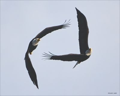 Double eagle formation