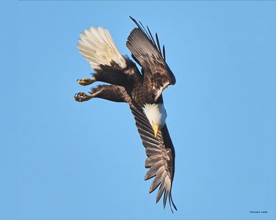 Eagle attack