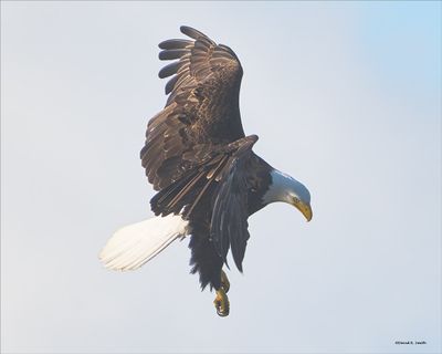 Eagle eye