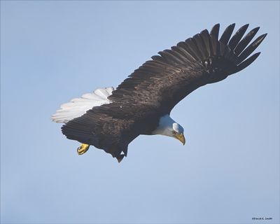 Eagle glide