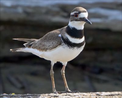 Killdeer on a log