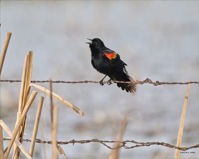 Red wing blackbird