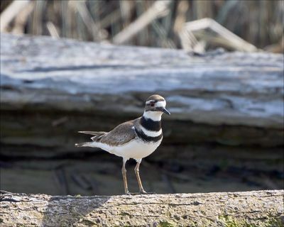 Killdeer checking out the photographer