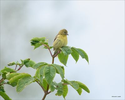 American Gold Finch
