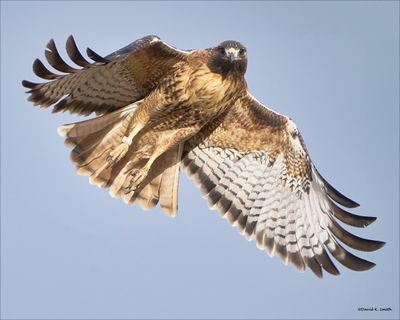Red Tail Take Off