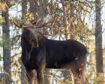 Bull Moose, Turnbull Wildlife Refuge