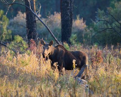 Cow Moose in the Evening Sun