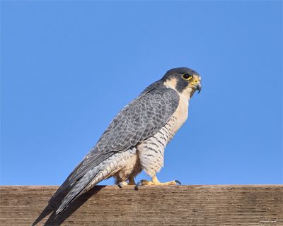 Peregrine Falcon