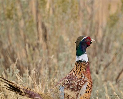 Rooster Pheasant