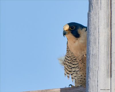 Peregrine Falcon peek-a-boo