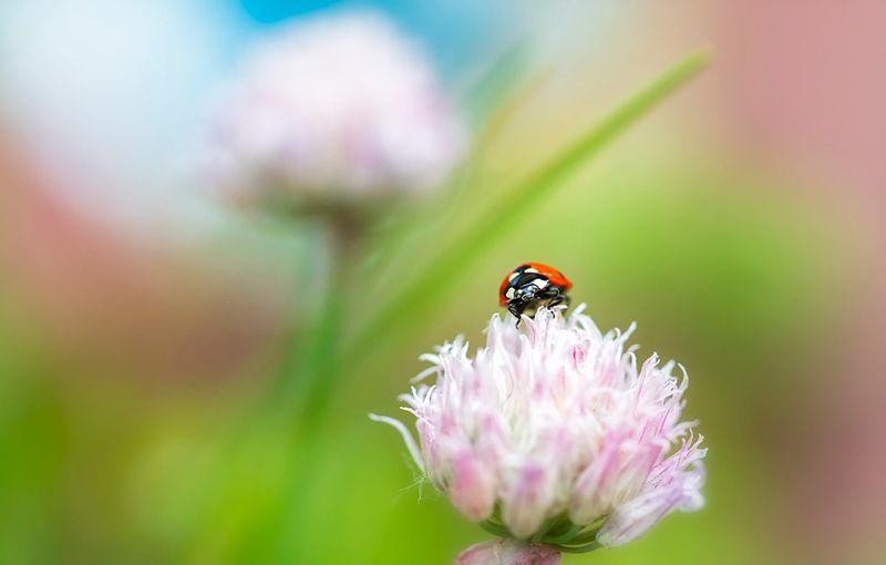 Coccinelle