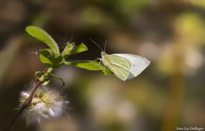 Papillons