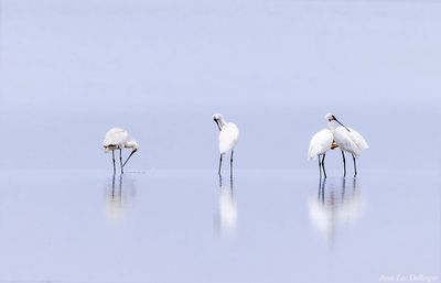 Spatules blanches
