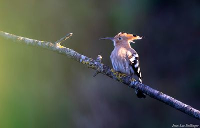 Oiseaux