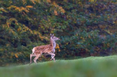 Parc animalier