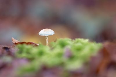 Champignons