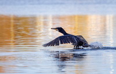 Cormoran