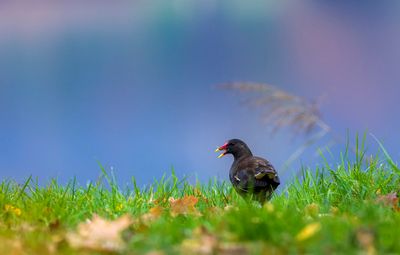 Gallinule poule-d'eau
