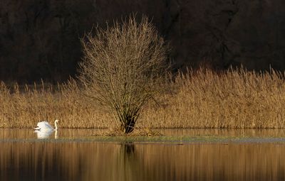 Cygne