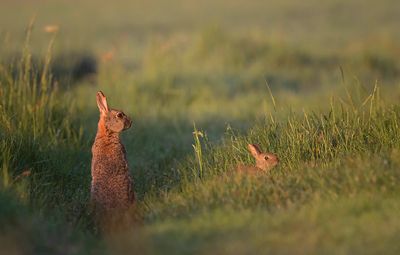 Lapins de garenne