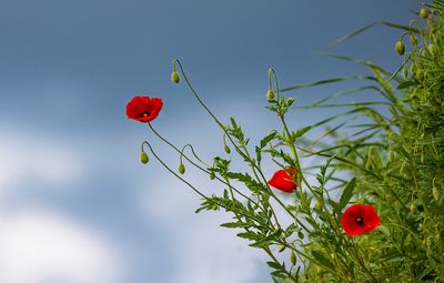 coquelicots