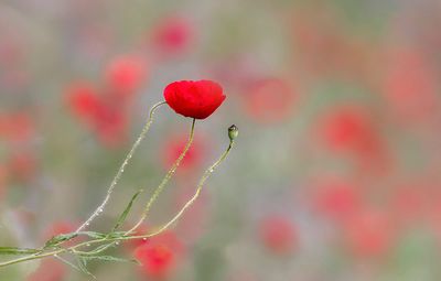 coquelicots
