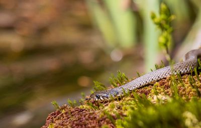Reptiles