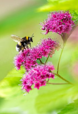Abeilles