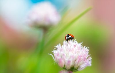 Macro