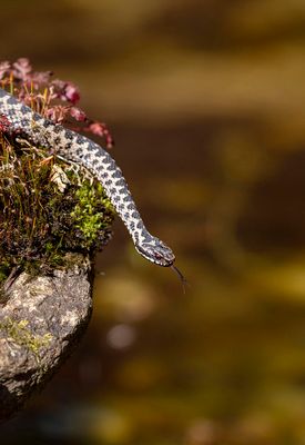 Reptiles