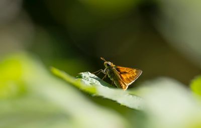 Papillons