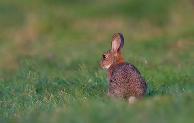 Lapins de garenne